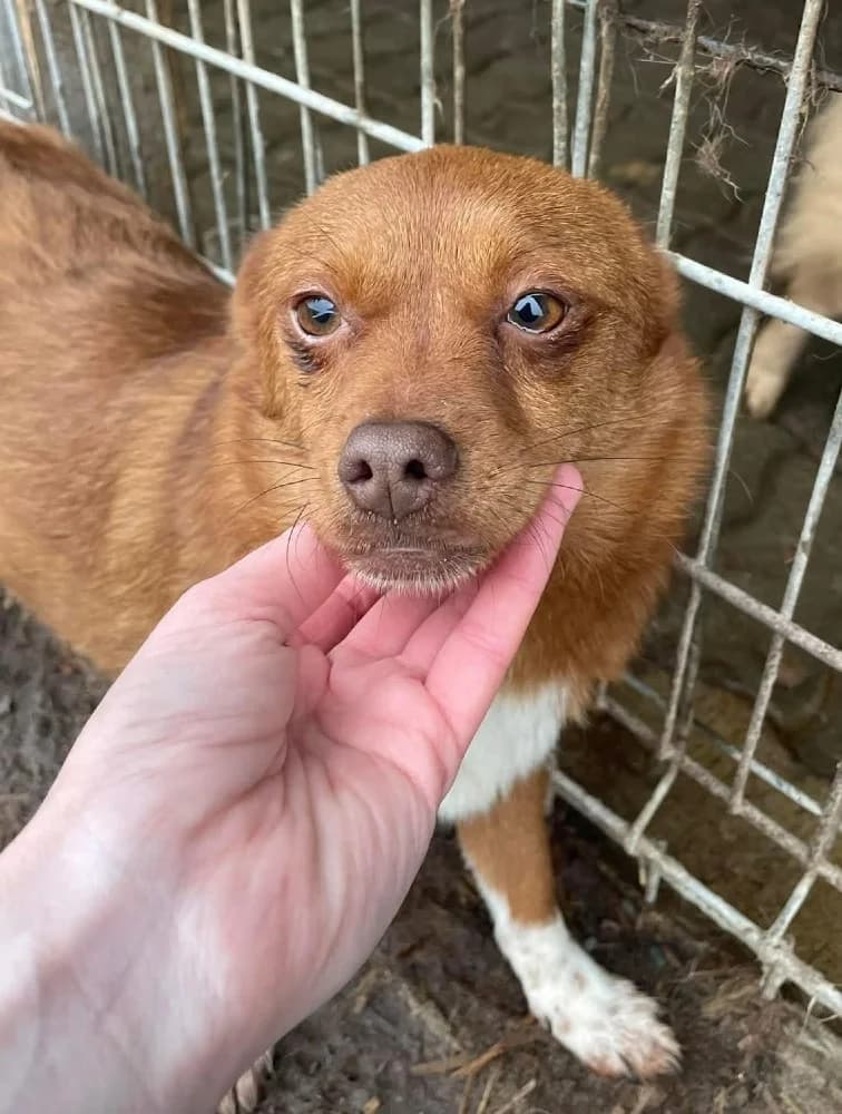 ❤️Violetta❤️ photo 4