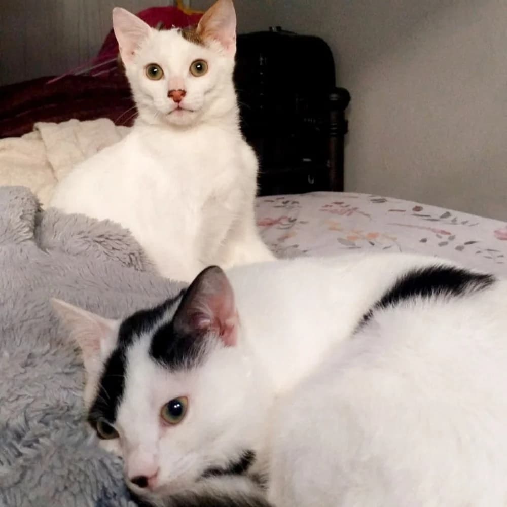 Whisker & Jill photo 5