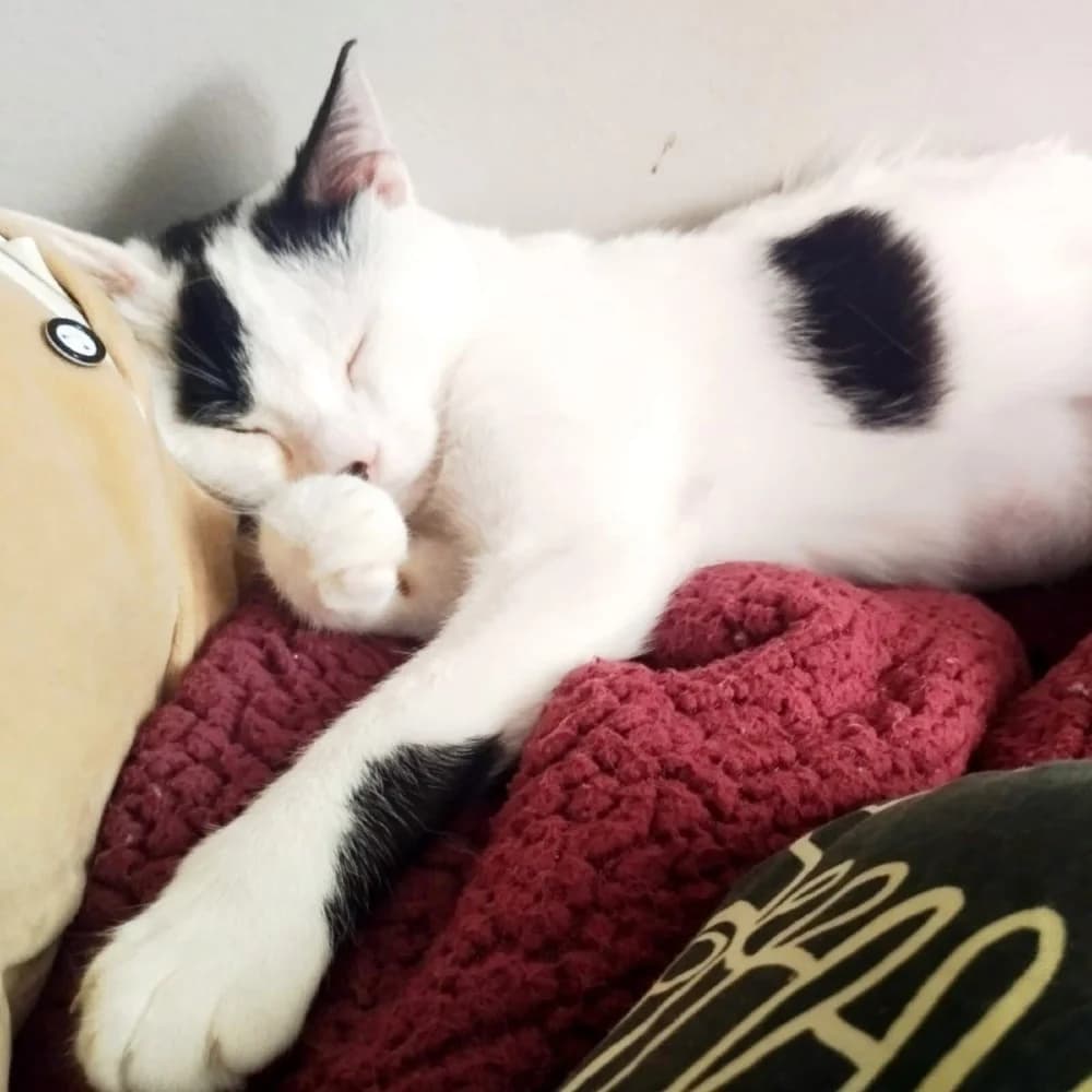 Whisker & Jill photo 6