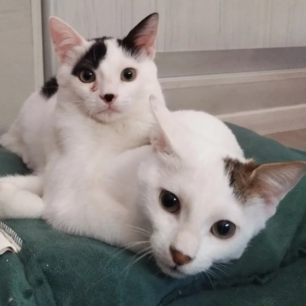 Whisker & Jill photo 7