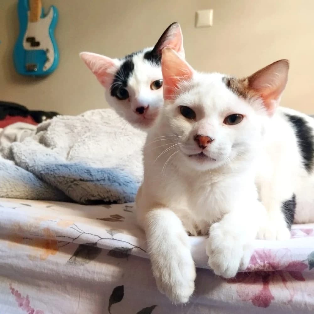 Whisker & Jill photo 2