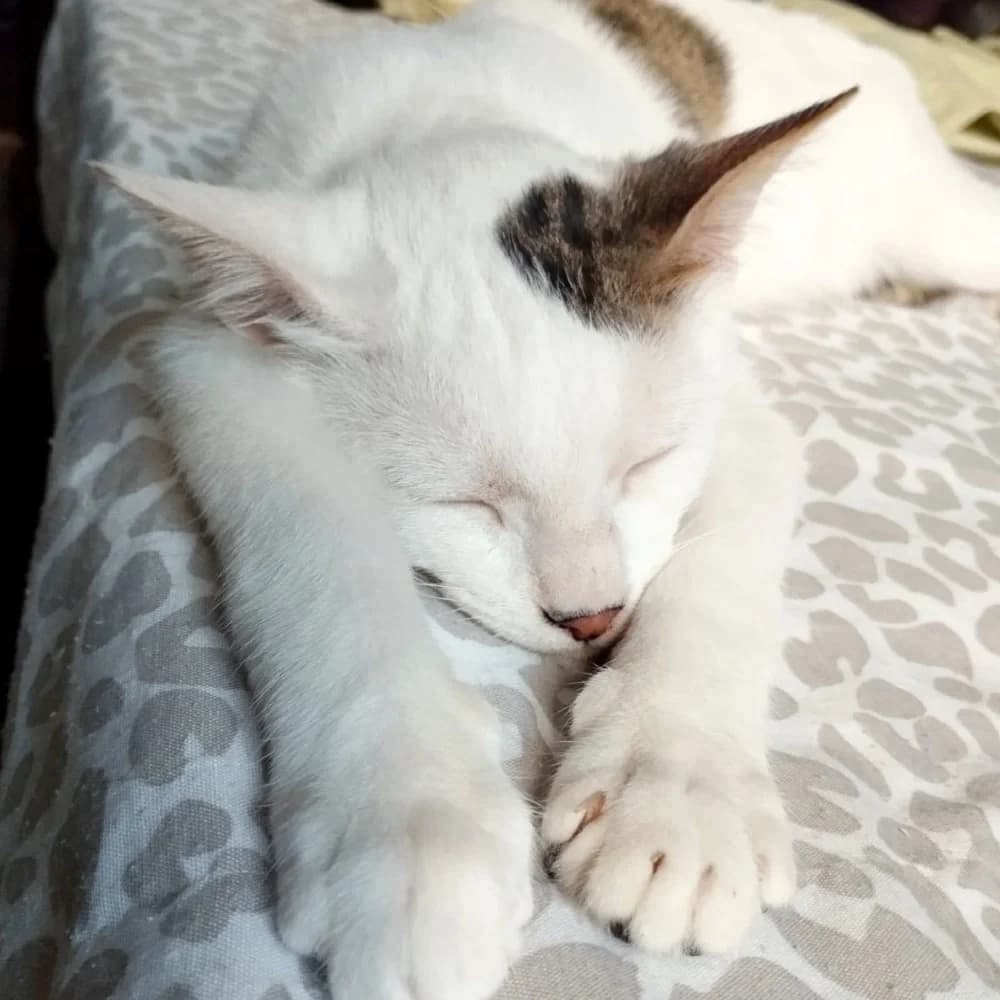 Whisker & Jill photo 3