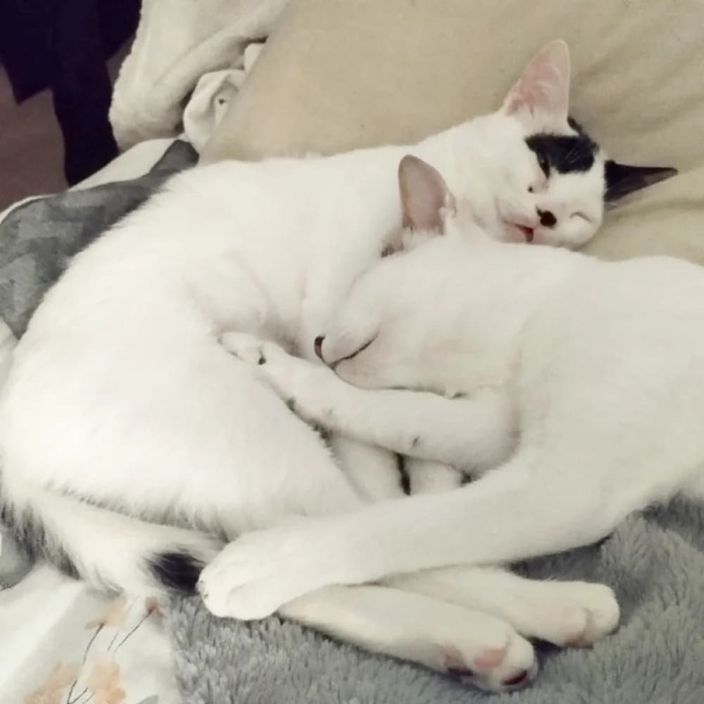 Whisker & Jill photo 4