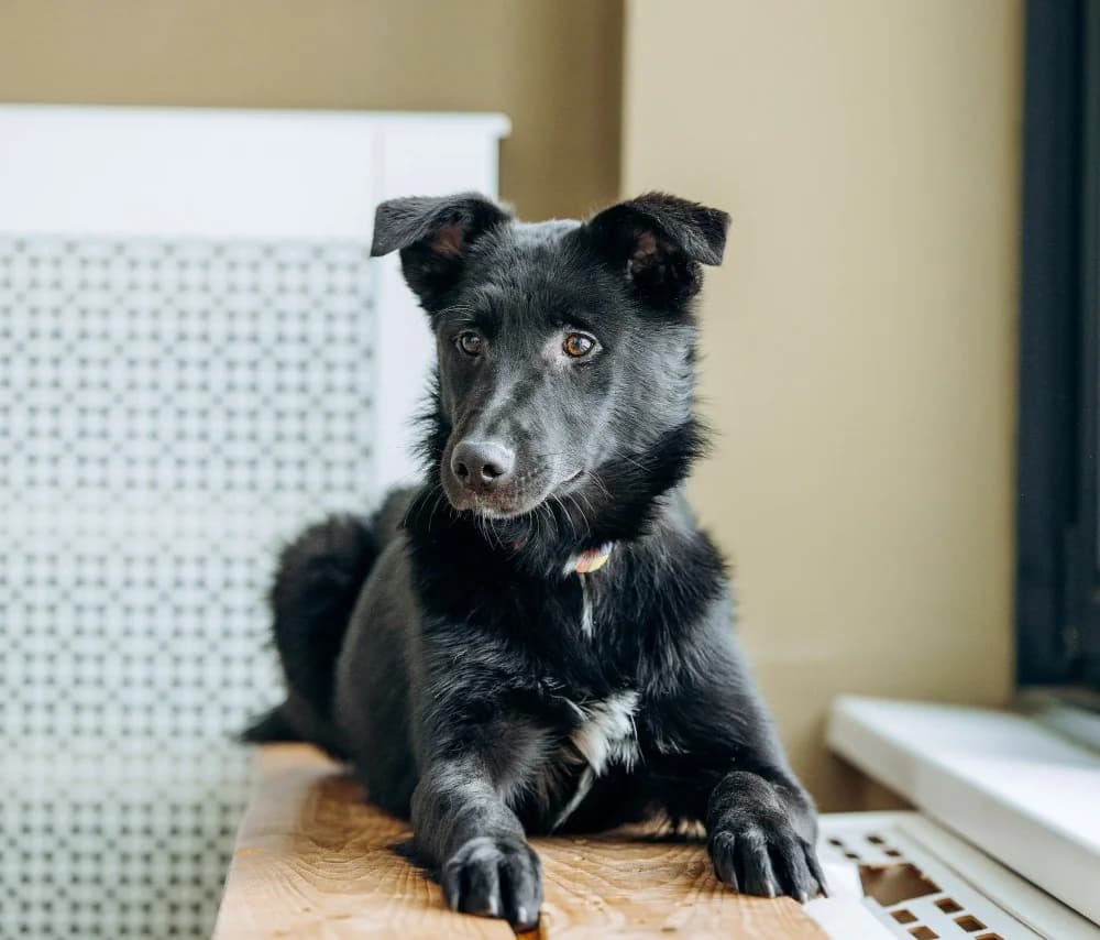 Yasna zoekt forever home photo 2