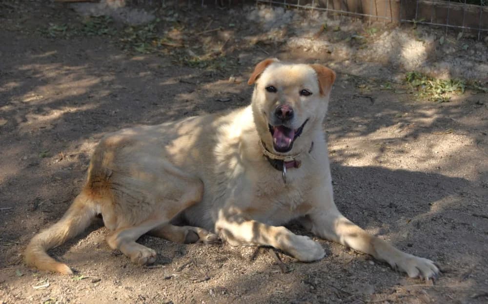 Yuna BR, handicap, senior