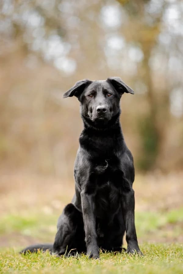 Tierheim Leipzig photo 2