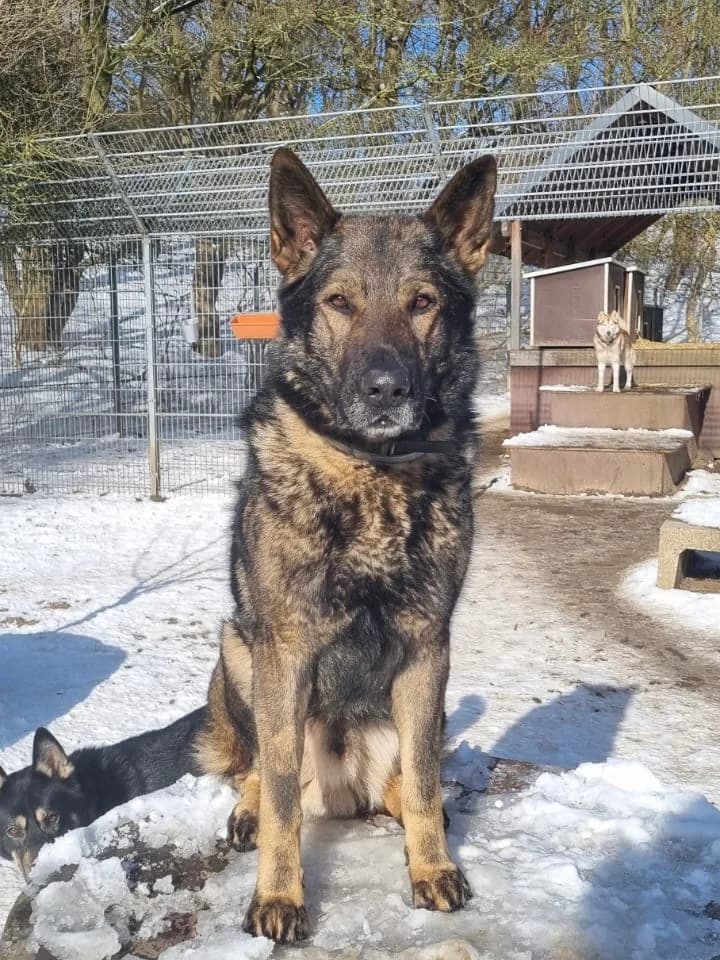 Sheriff Delta photo 2