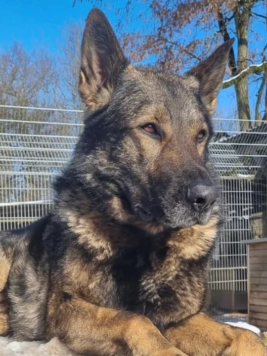 Sheriff Delta photo 3