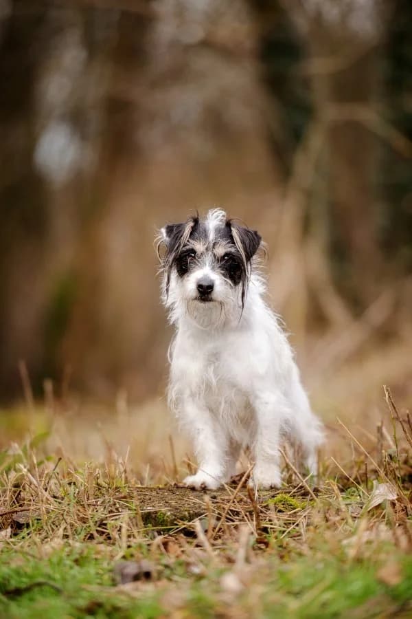 Tierheim Leipzig photo 2