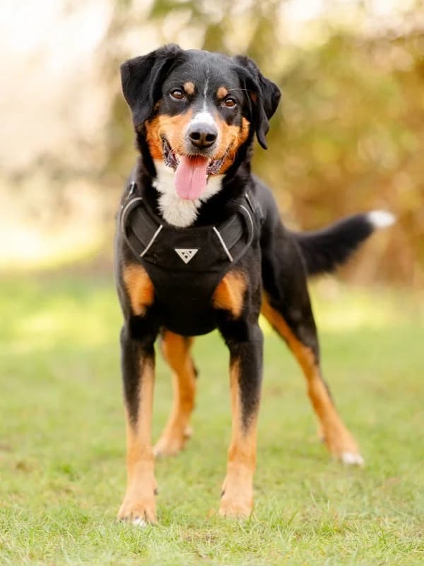 Tierheim Leipzig photo 2