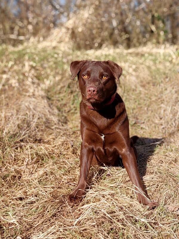 Tierheim Leipzig photo 2