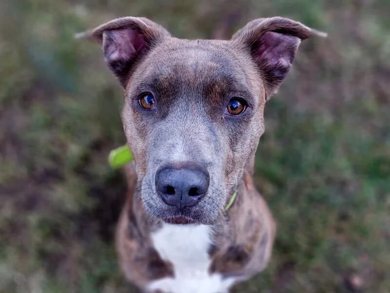 Tierheim Leipzig photo 2