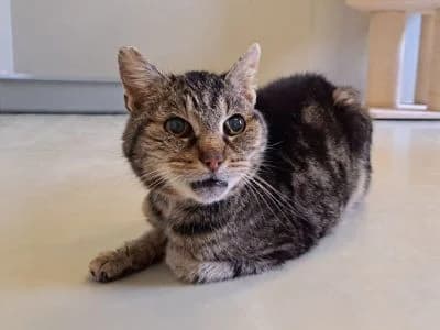 Tierheim Leipzig photo 2