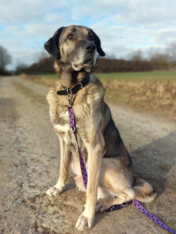 Tierheim Leipzig photo 2