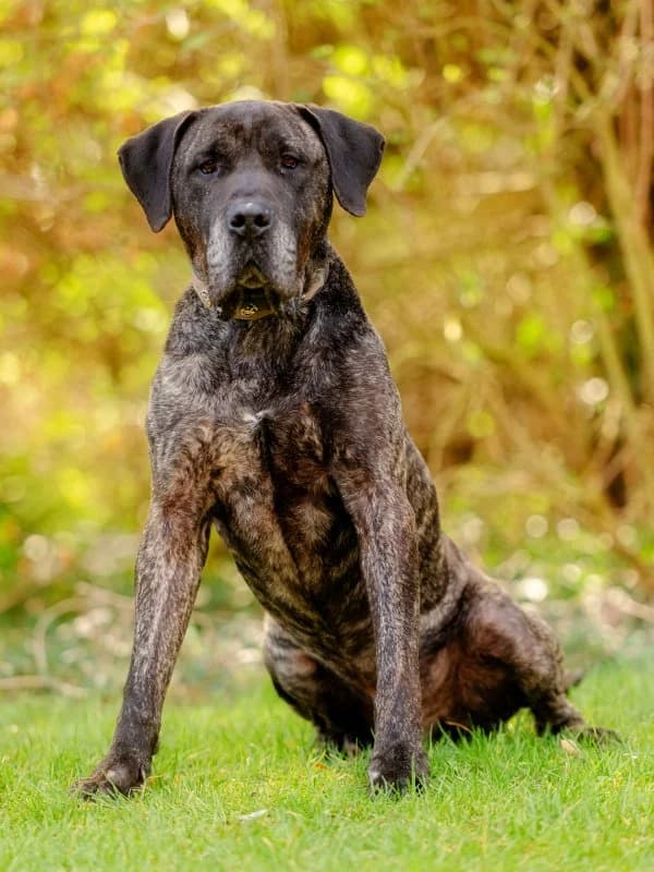 Tierheim Leipzig photo 2