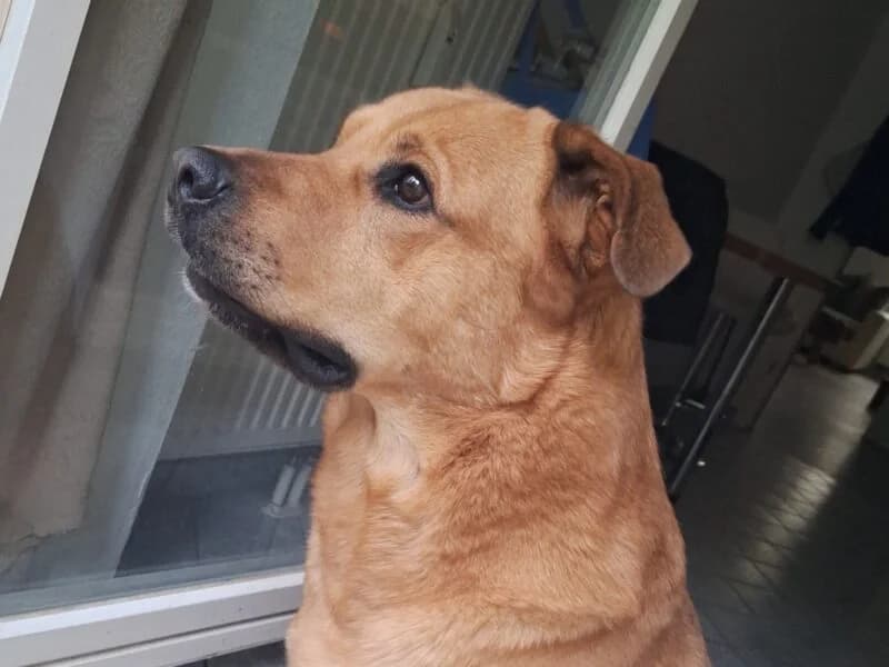 Tierheim Leipzig photo 2