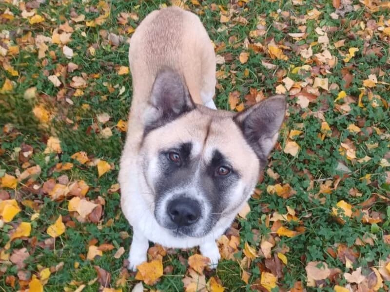 Tierheim Leipzig photo 2