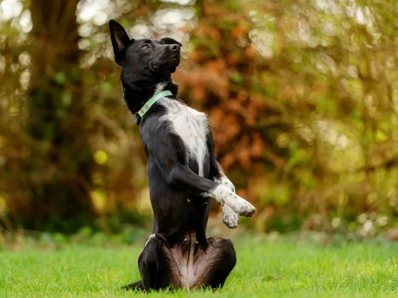 Tierheim Leipzig photo 2