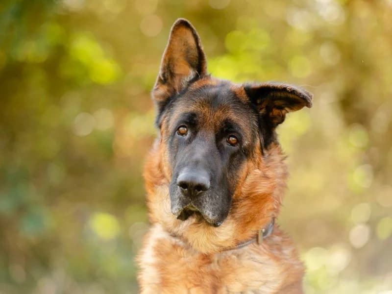 Tierheim Leipzig photo 2