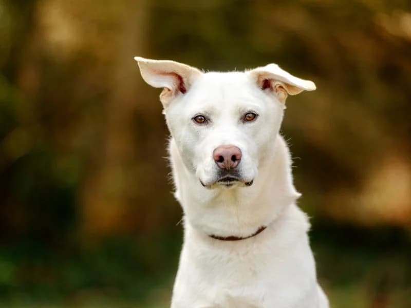 Tierheim Leipzig photo 2