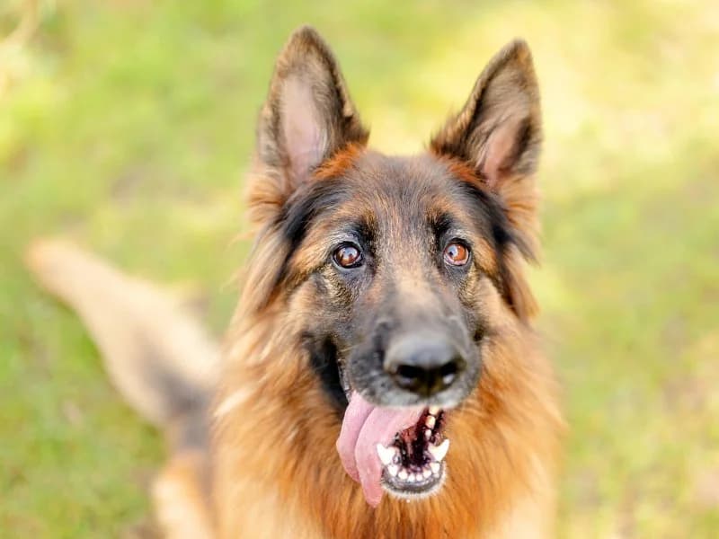 Tierheim Leipzig photo 2