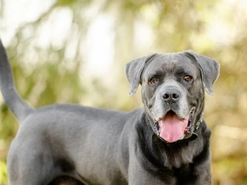 Tierheim Leipzig photo 2