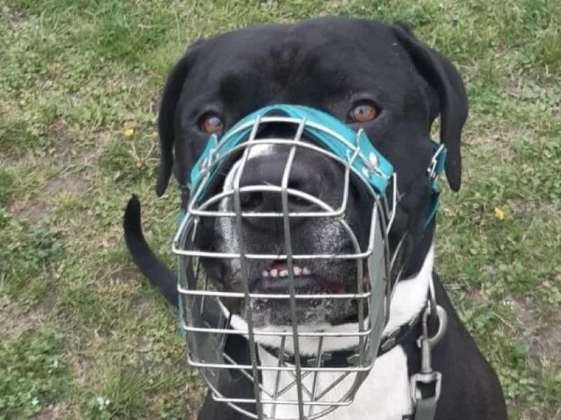 Tierheim Leipzig photo 2