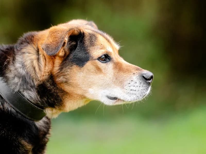 Tierheim Leipzig photo 2