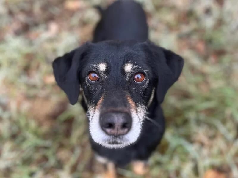 Tierheim Leipzig photo 2