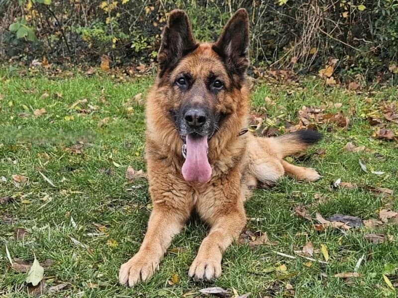 Tierheim Leipzig photo 2