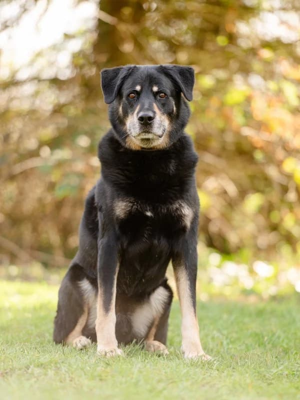 Tierheim Leipzig photo 2