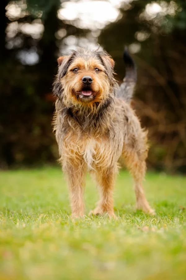 Tierheim Leipzig photo 2