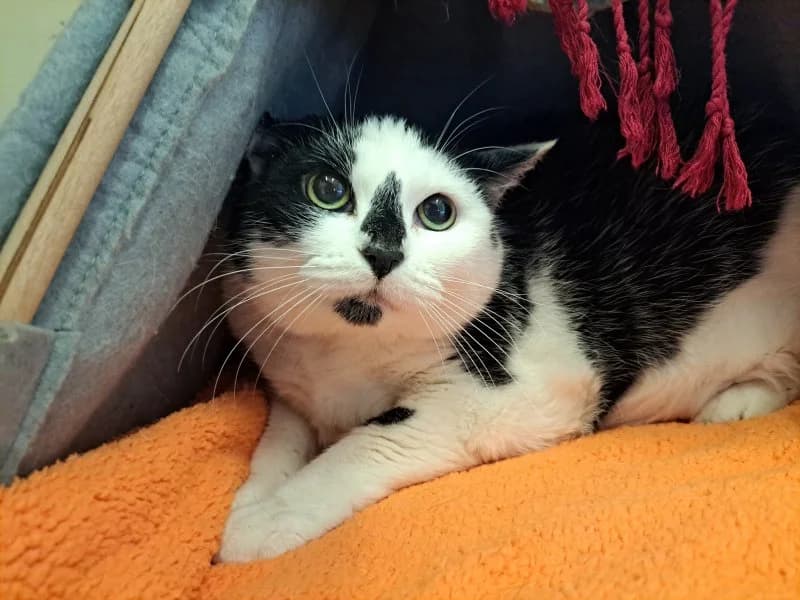 Tierheim Leipzig photo 2