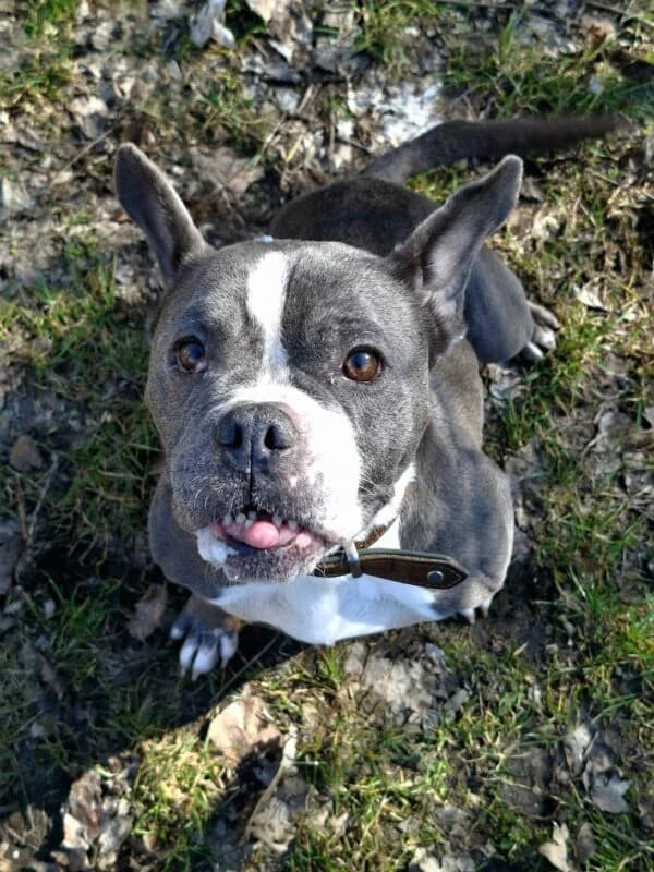 Tierheim Leipzig photo 2