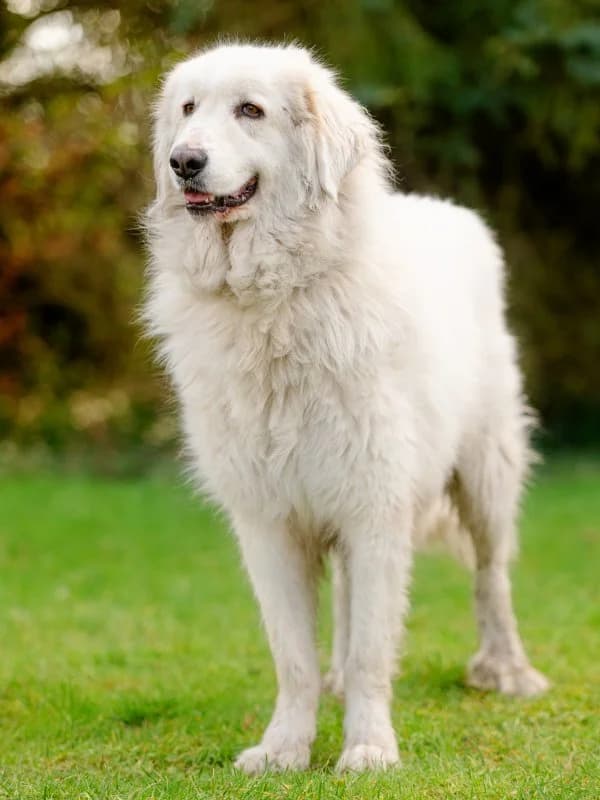 Tierheim Leipzig photo 2