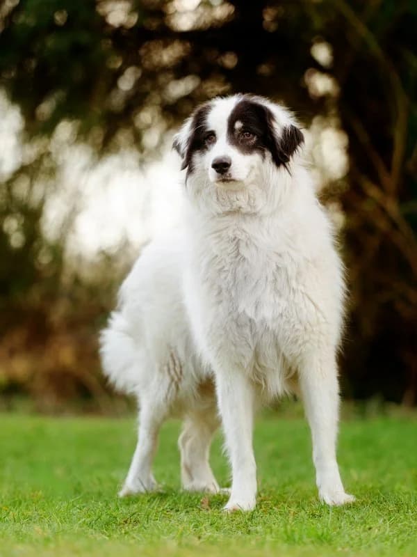 Tierheim Leipzig photo 2