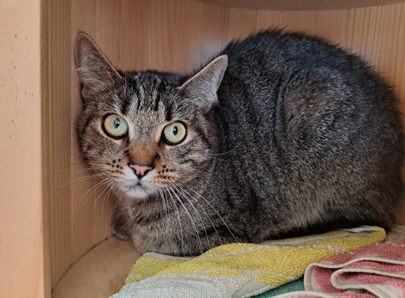 Tierheim Leipzig photo 2