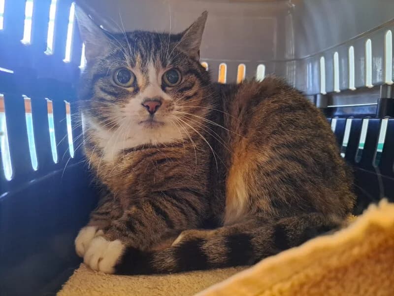 Tierheim Leipzig photo 2