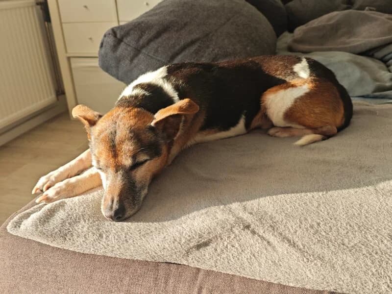 Tierheim Leipzig photo 2