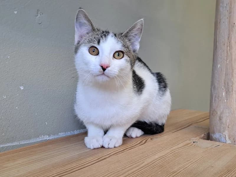 Tierheim Leipzig photo 2