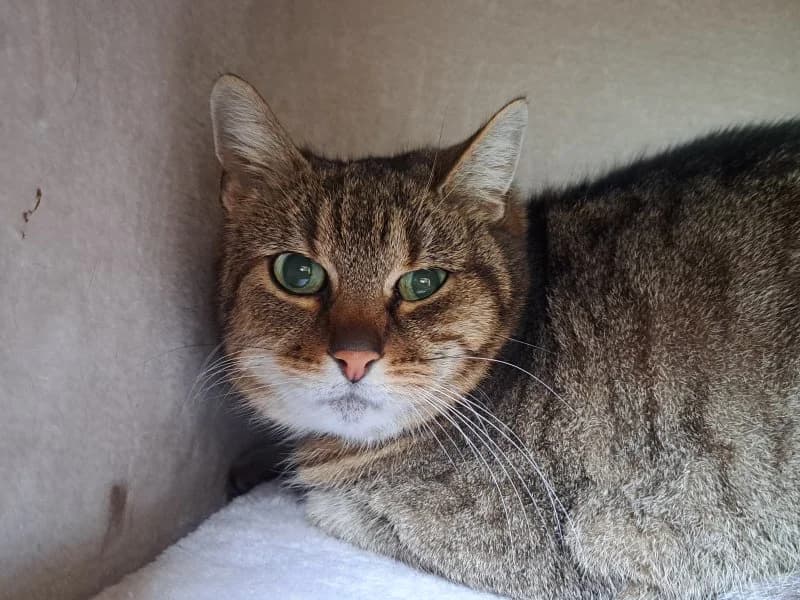 Tierheim Leipzig photo 2