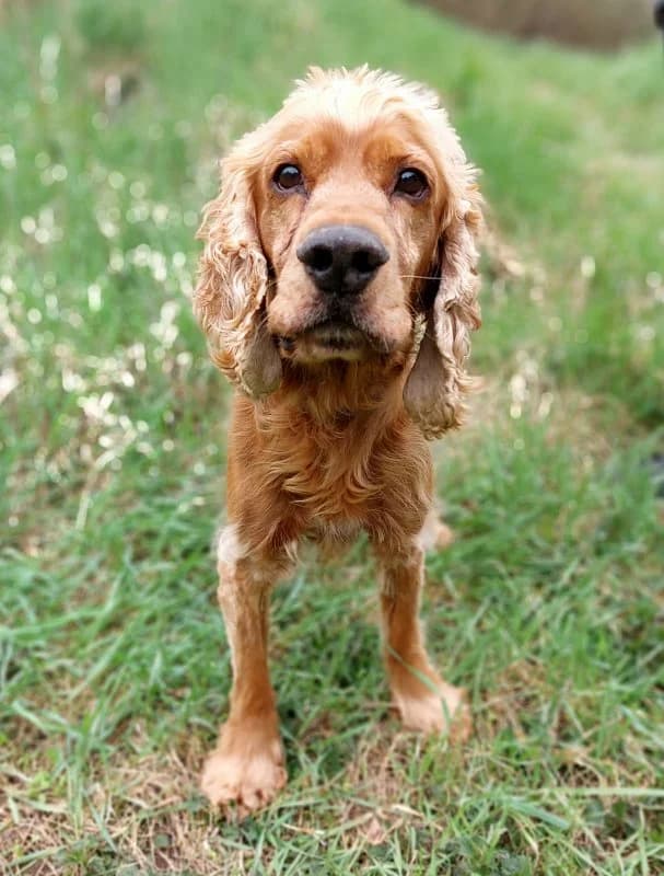 Tierheim Leipzig photo 2