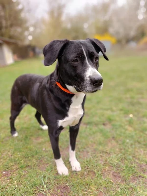 Tierheim Leipzig photo 2