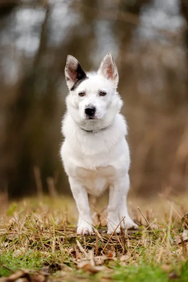 Tierheim Leipzig photo 2