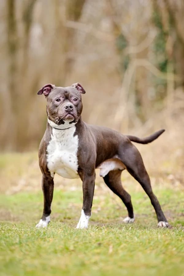 Tierheim Leipzig photo 2