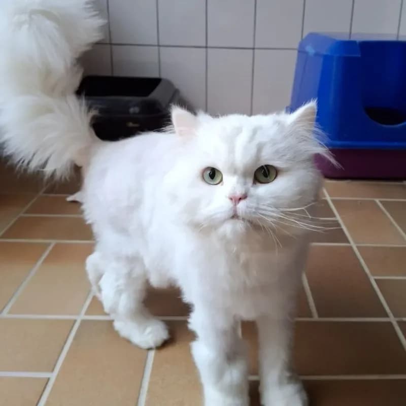 Alaska und Yeti photo 5