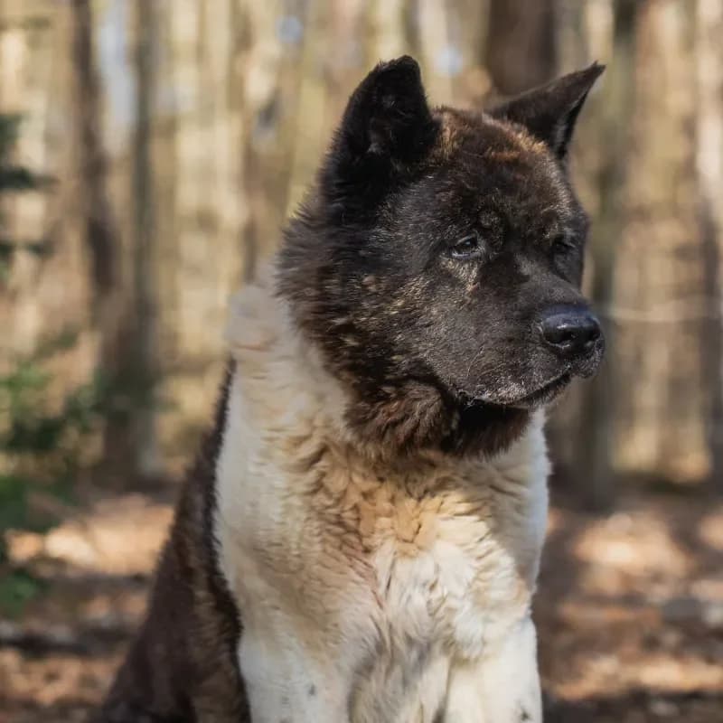 Attila (Zuhause und Paten gesucht) photo 2