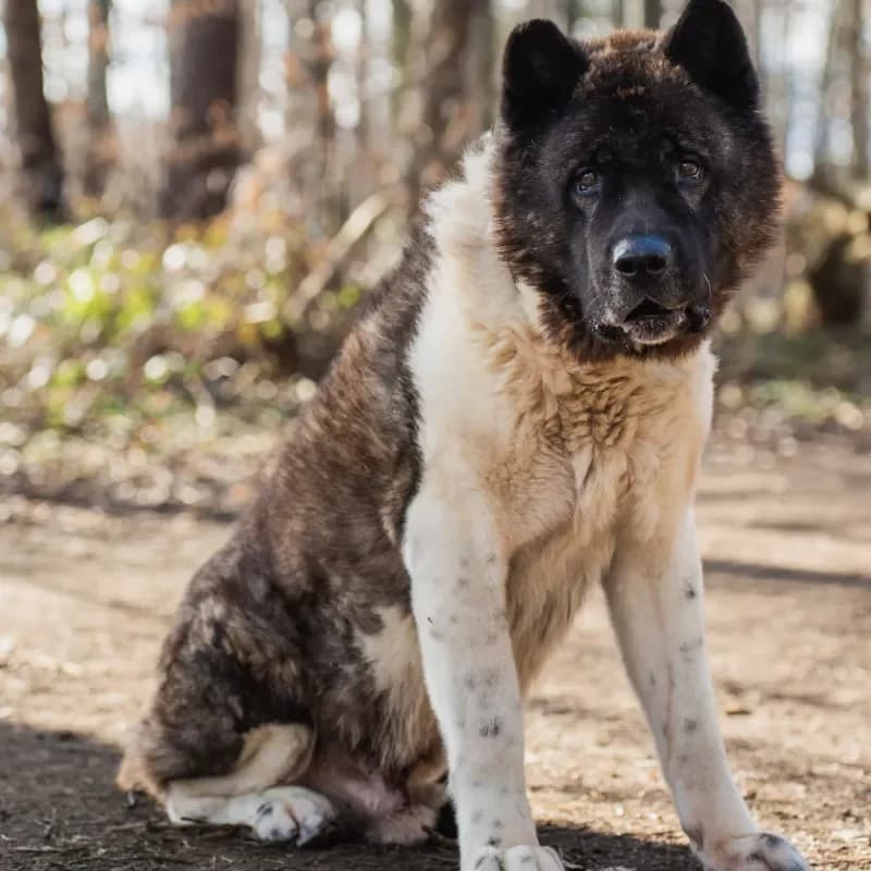 Attila (Zuhause und Paten gesucht) photo 4