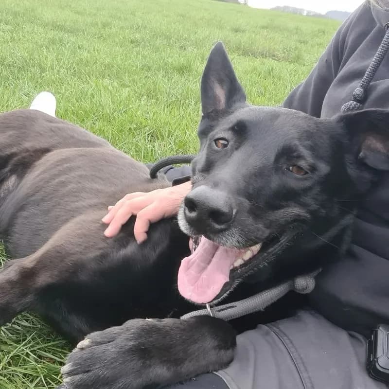 Baaron (im bmt-Tierheim Frankenau) photo 5