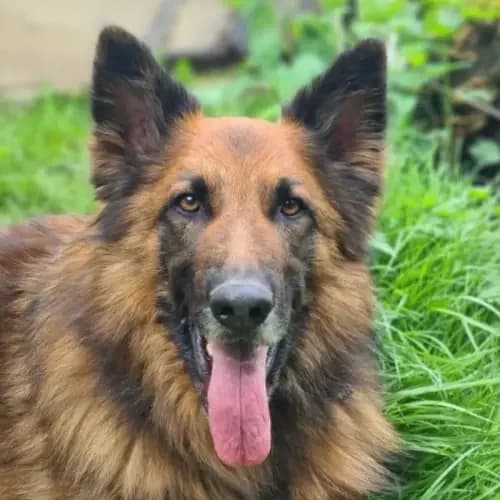 Becks (im bmt-Tierheim Eifelhof)